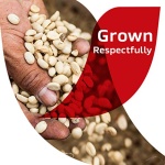 NESCAFE CLASICO, Dark Roast Instant Coffee, 12 boxes (84 packets) - Image 2